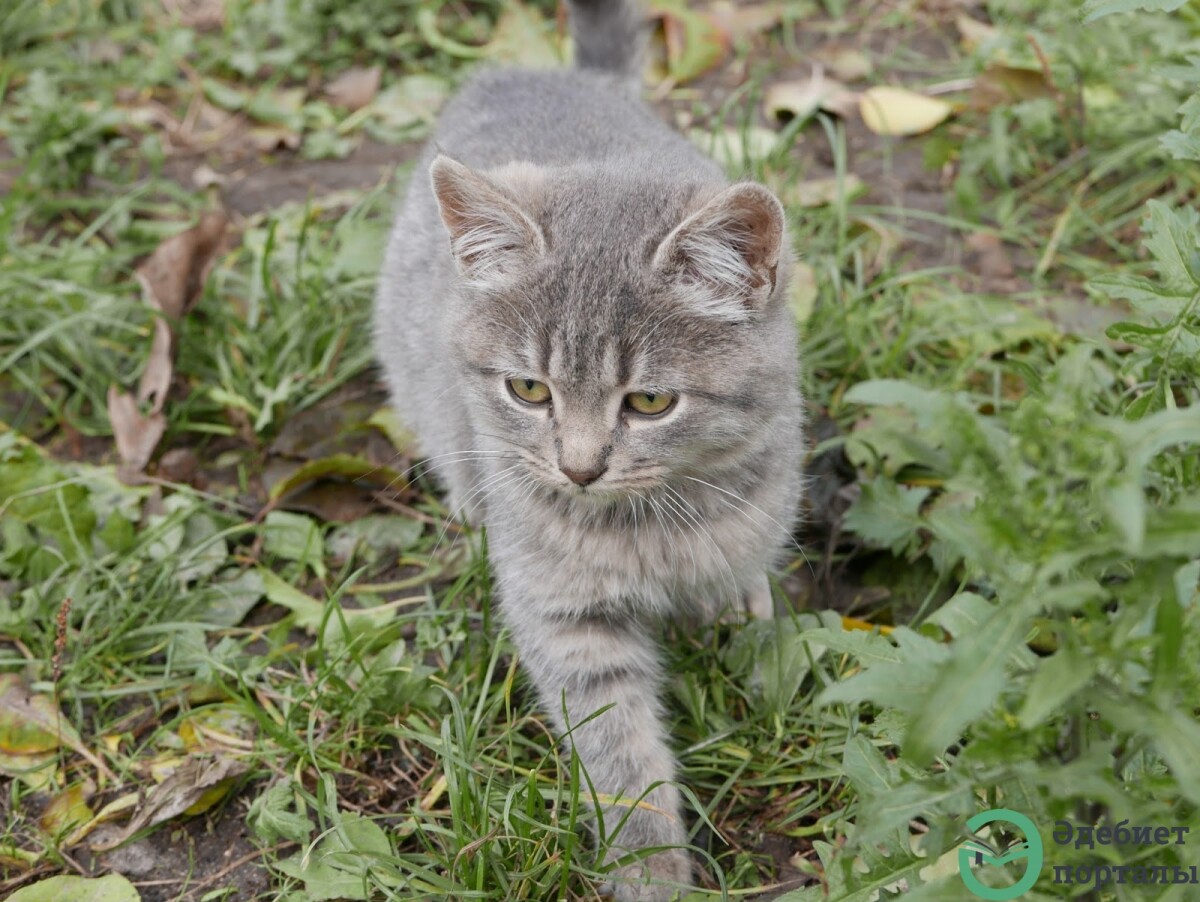 Серый котенок