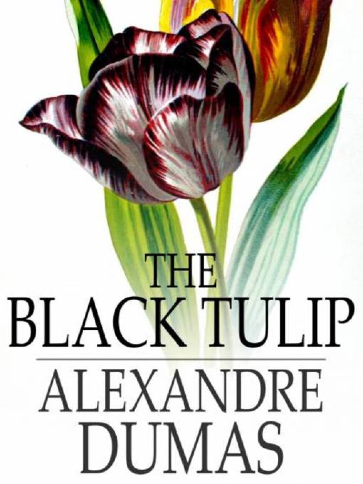 The Black Tulip 