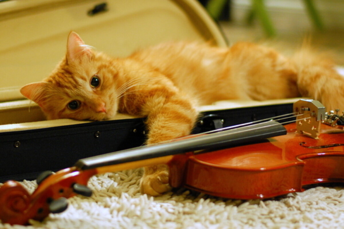 Кот человека со скрипкой - adebiportal.kz
