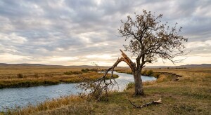 Тамыр