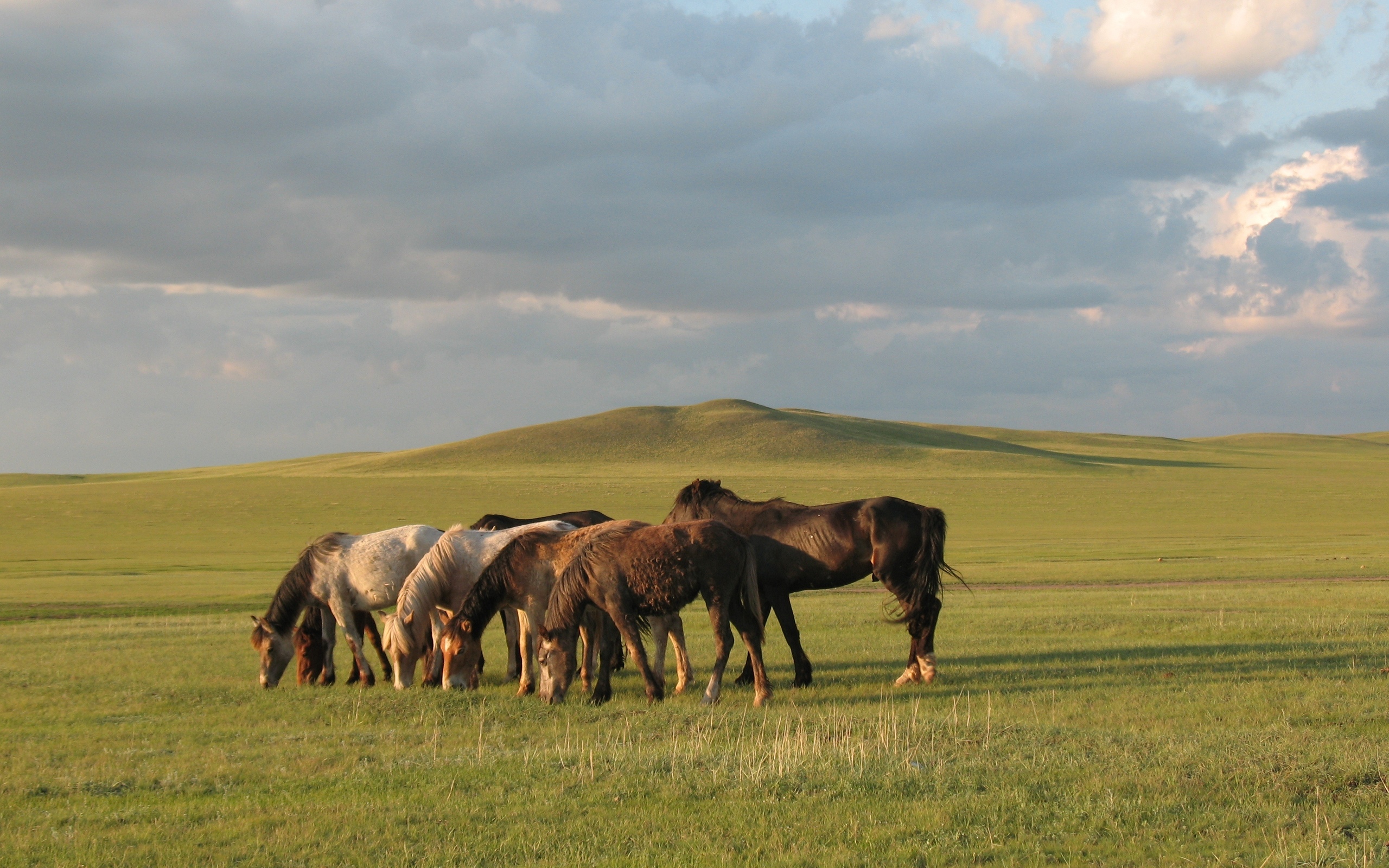 Наталия (Винницкая область) читает стих "Нарын" Махамбета Утемисова.