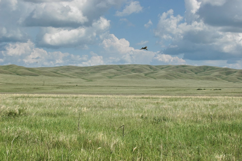 Анастасия (г. Киев) читает стих "Дело чести" Махамбета Утемисова