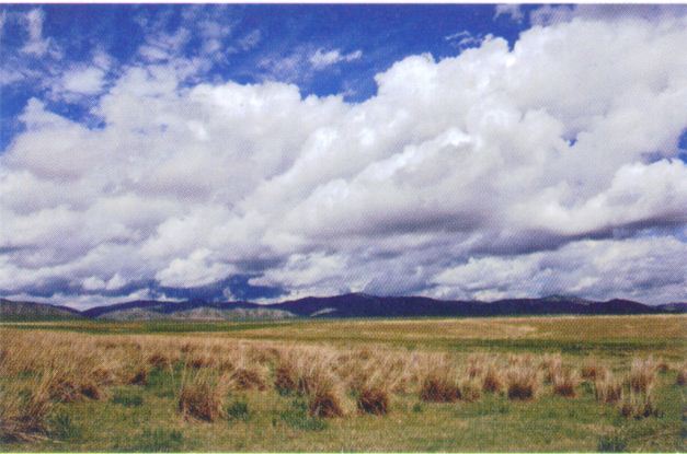 Катерина (г. Киев) читает стих "Отставший лебедь" Махамбета Утемисова