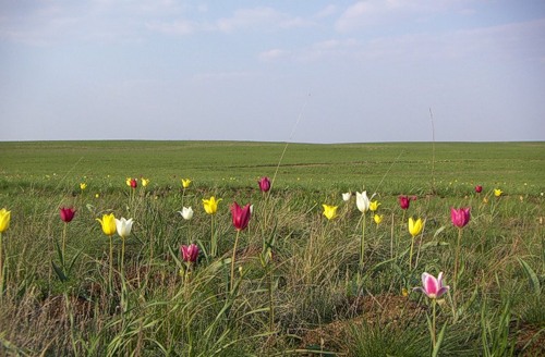 Татьяна (г. Киев) читает стих "К нам вернётся счастье!" Махамбета Утемисова