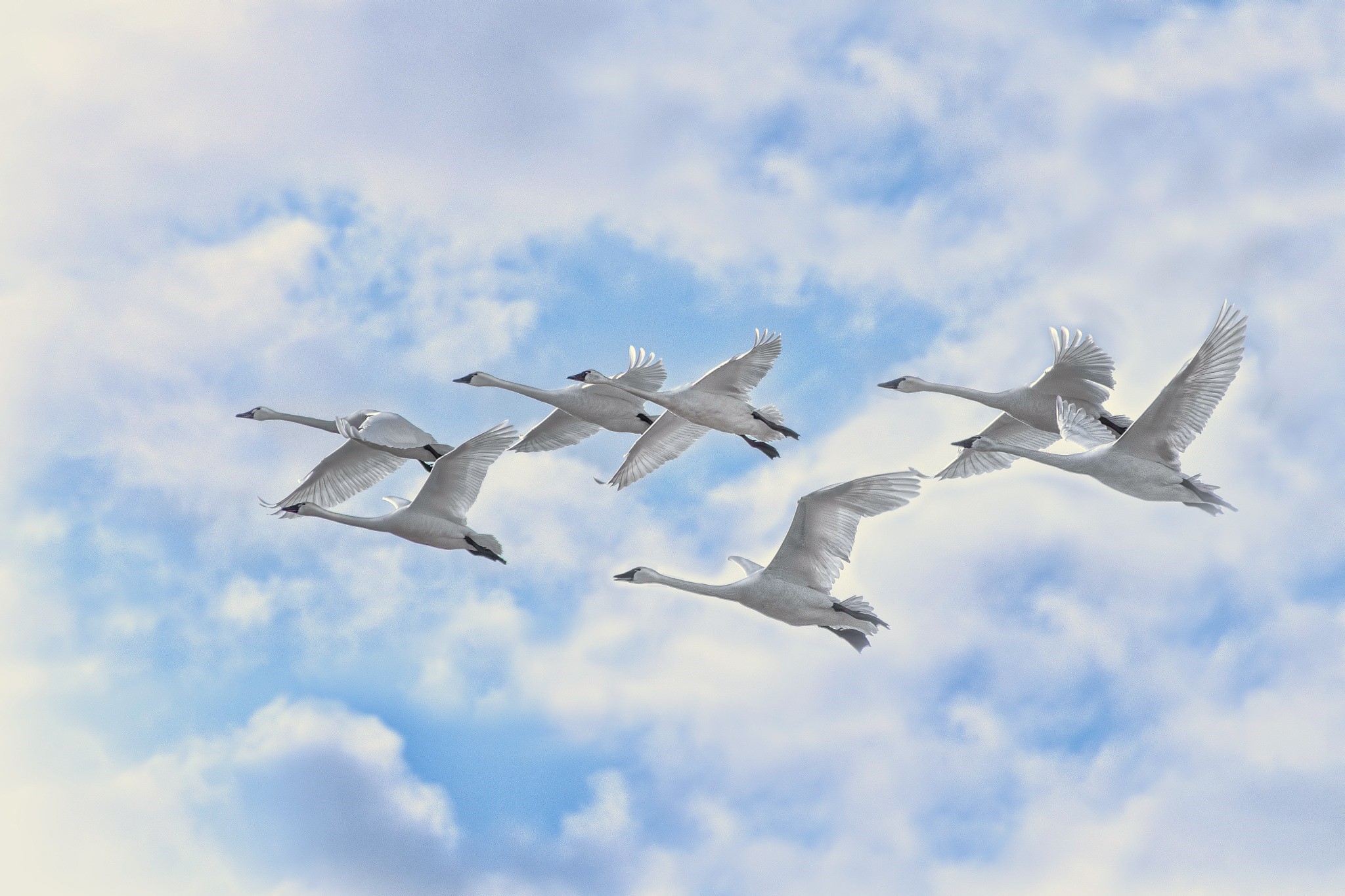 Фон перелетные птицы для детей. Журавль в небе. Стая лебедей. Белый журавль. Лебеди летят.